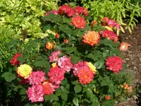 Rosenhochstämmchen.webp