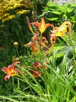 Talilien Kokardenblume2.webp