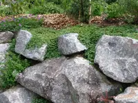 Stachelnüsschen1.webp