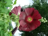 heike suff 059.webp