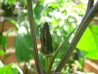 Bild 005.webp