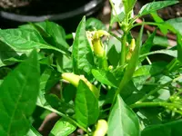 Bild 009.webp