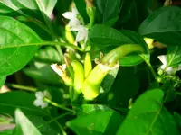 Bild 025.webp