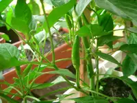 Bild 012.webp