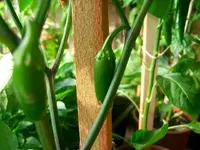 Bild 018.webp