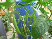 Bild 031.webp