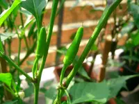 Bild 035.webp