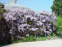blauregen.webp