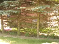 Tannen3.webp