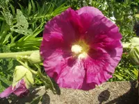P7230200.webp
