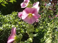 P7230204.webp
