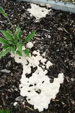 Bodenpilz1.webp