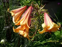 Lilie1.webp
