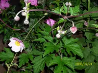 Fragezeichen2.webp