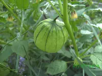 pflanze03.webp