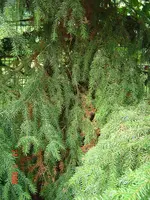 DSC00591.webp