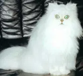mizie1.webp