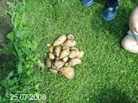 reifenernte1.webp