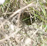 erdwespen .webp