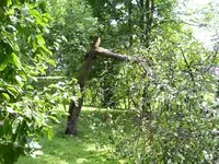 apfelbaumforum.webp