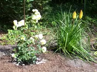 gartenjuli 0221.webp