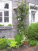 garten-juli 0041.webp