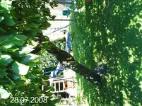 unser Kirschbaum.webp