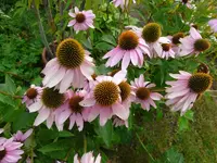P1010834.webp