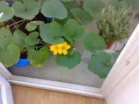Kürbis.webp