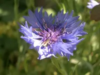 CIMG3886.webp