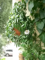 CIMG3863.webp