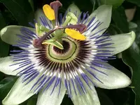 CIMG3866.webp