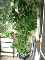 CIMG3868.webp