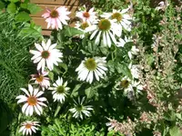 CIMG3879.webp