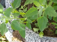 Bild 020.webp