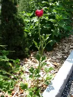 P1000455.webp