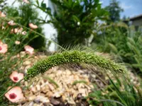 Setaria.webp