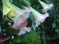 DSCN0319.webp