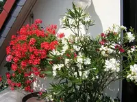 DSCN0335.webp