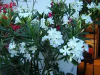 DSCN0322.webp