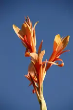 IMG_5345.webp