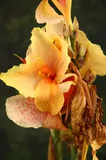 IMG_5349.webp