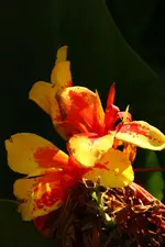 IMG_5358.webp