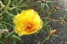 Garten 033.webp