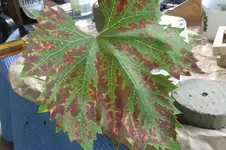 Garten 036.webp