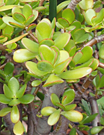 Geldbauma.webp