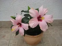 IMG_4375.webp