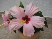 IMG_4376.webp