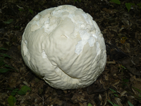 pilz01.webp