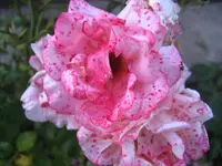 IMG_2052.webp